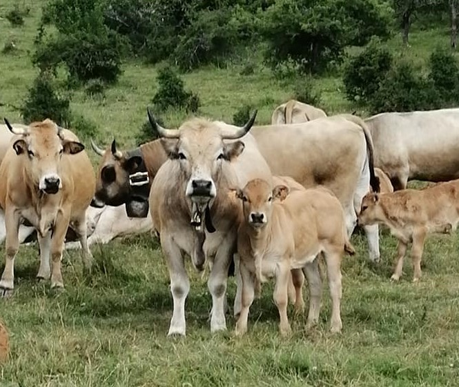 Ferme Randanne - GAEC des Violettes