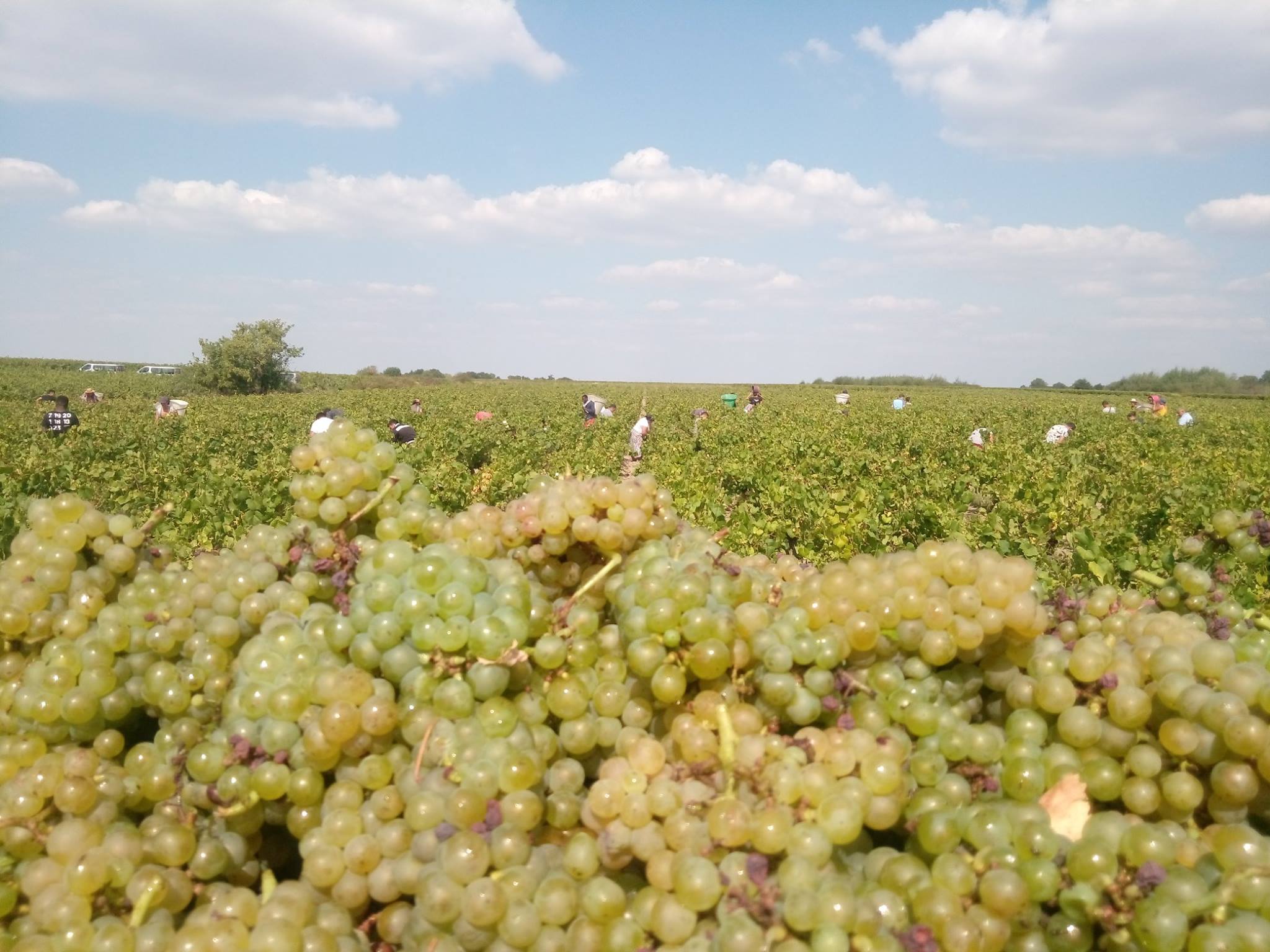 Vendanges domaine de la Pépière