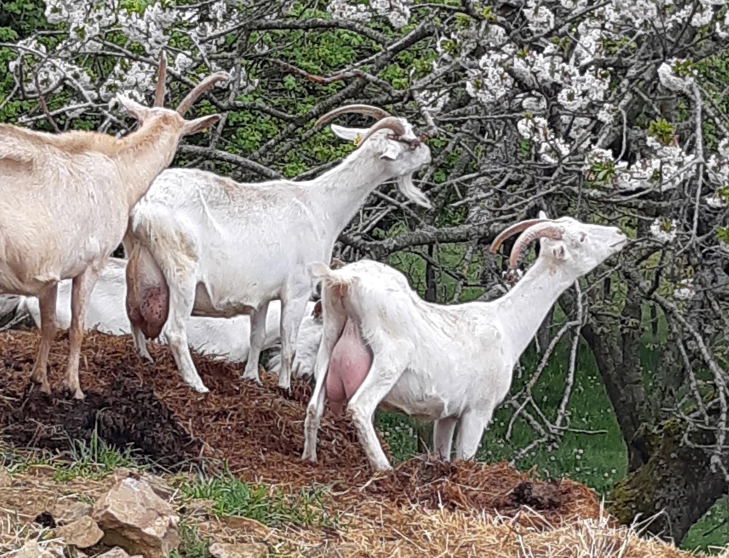 Les Chèvres Buissonnières