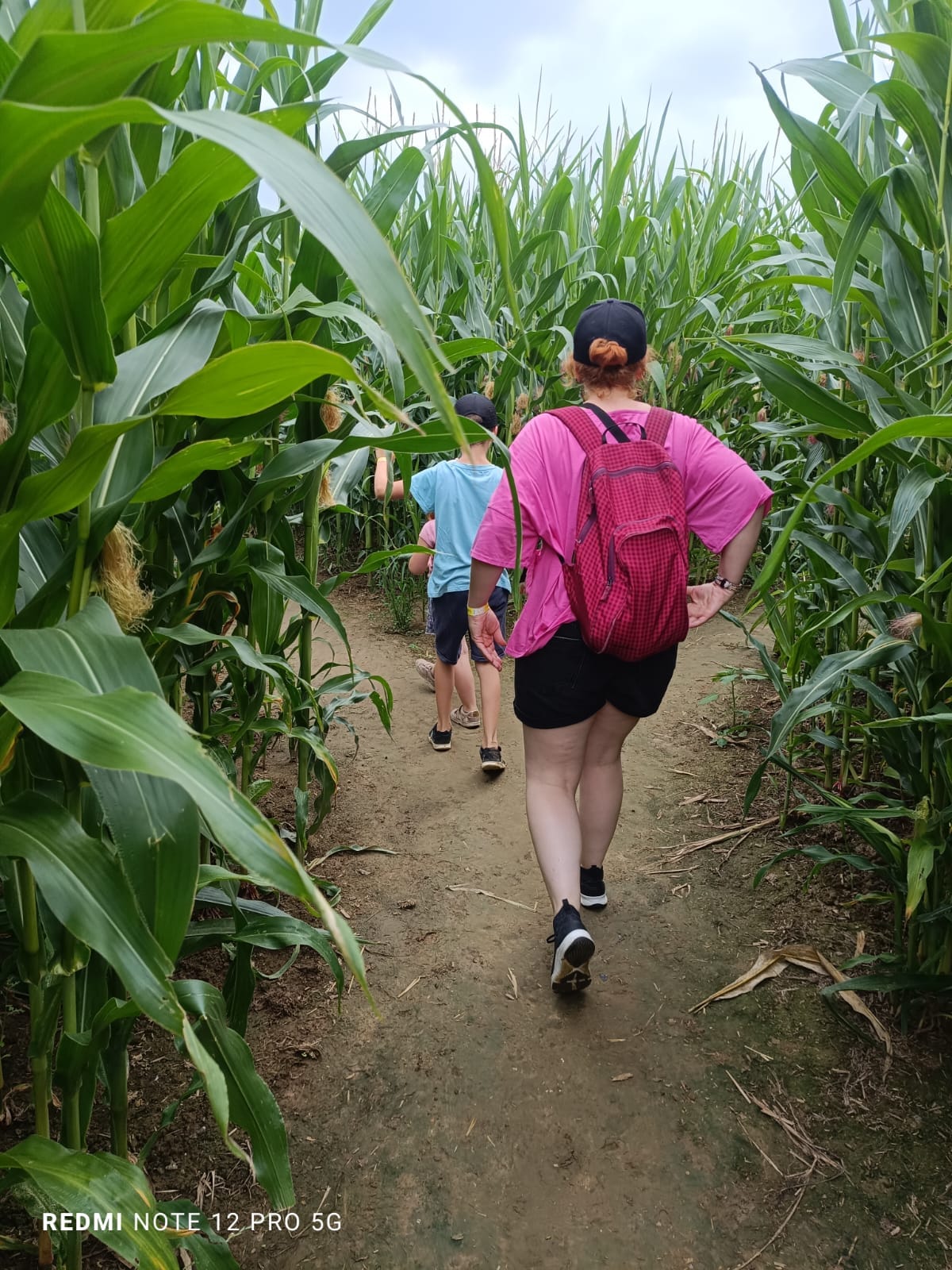 labyrinthe de maïs Ferme Beun près de Cassel