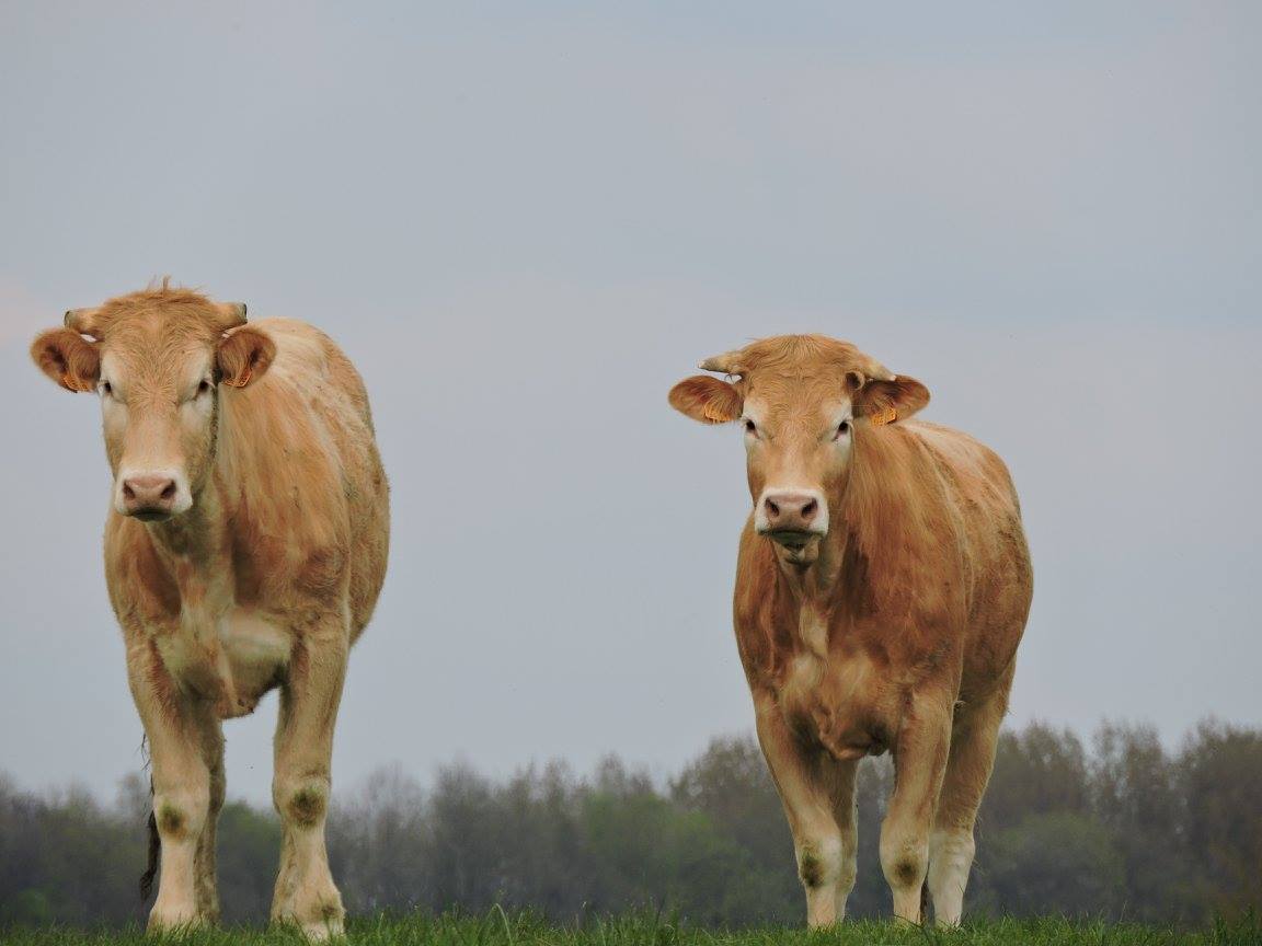 Ferme Ducrocq