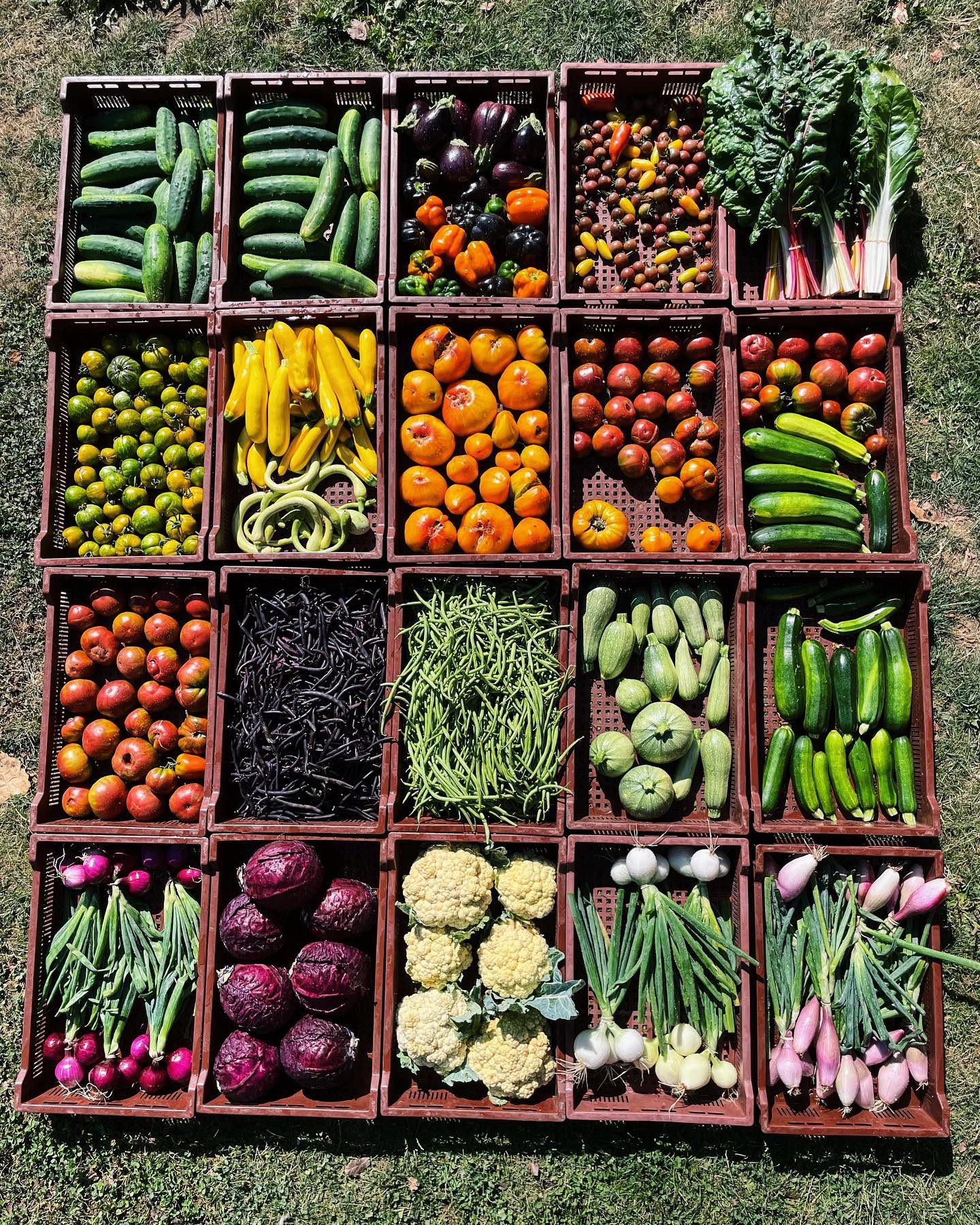 légumes bio permaculture La Ferme des Frères Côtes à Sainghin-en-Mélantois