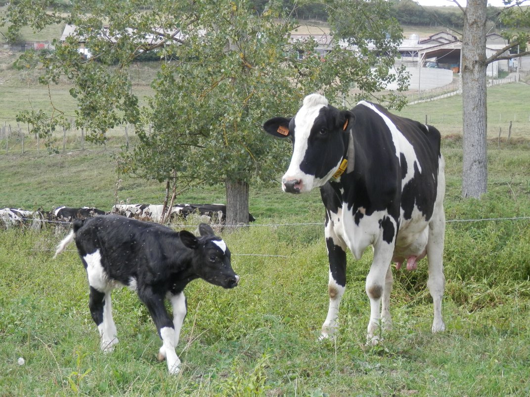la ferme de la villardière à saint andré la cote