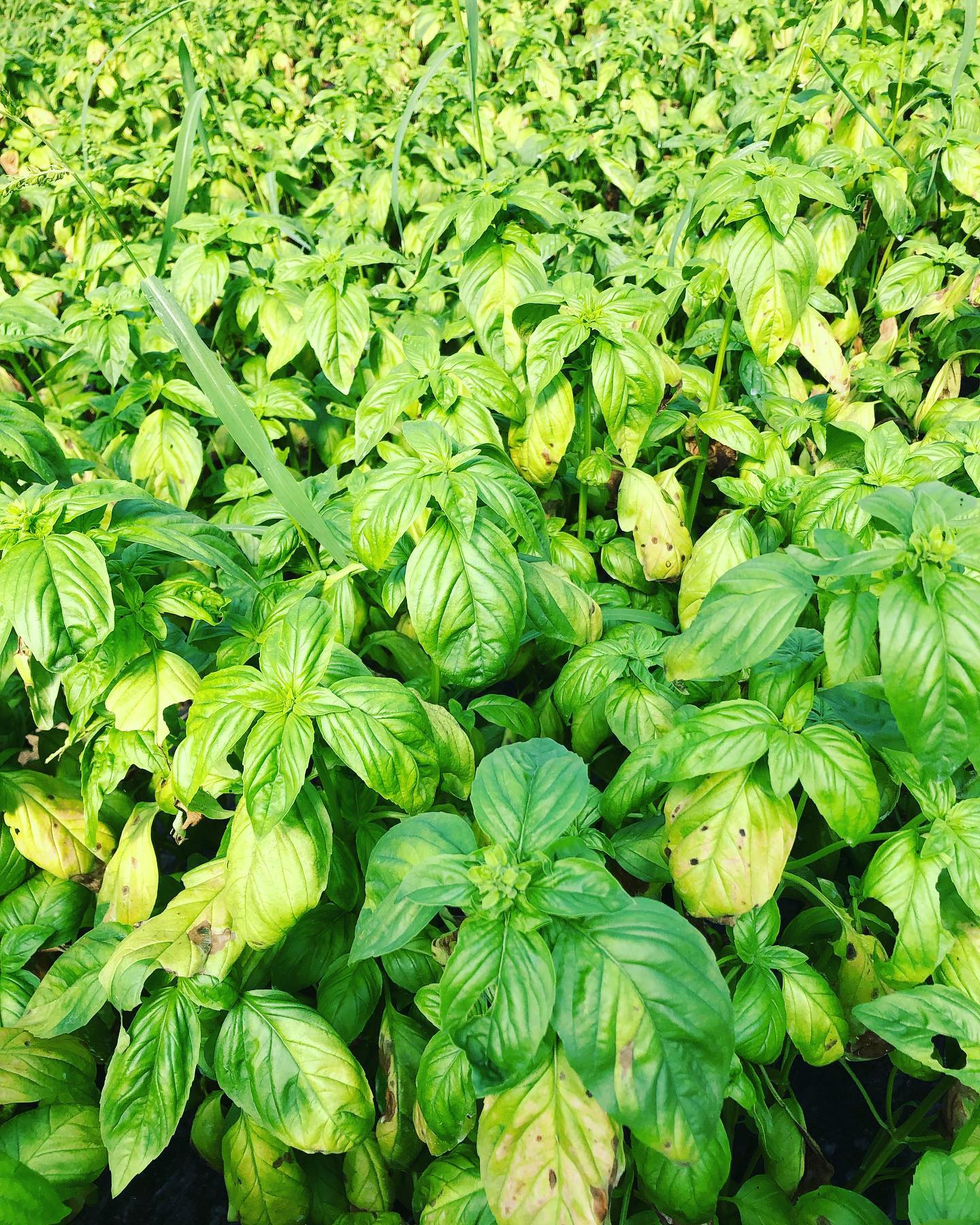 La Boîte à Herbes