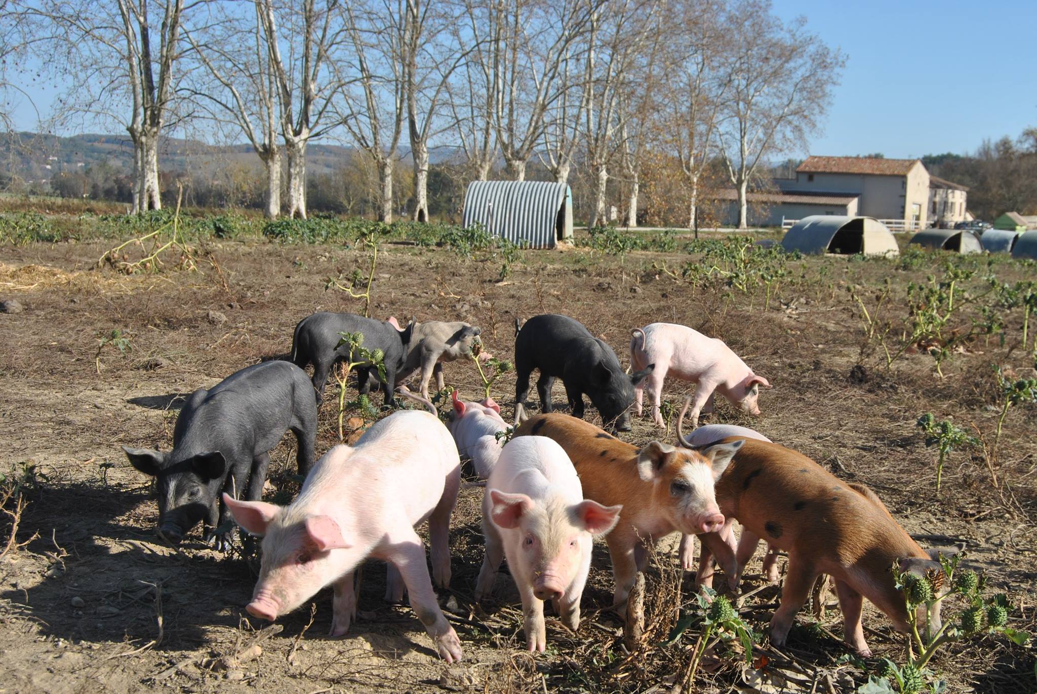 La ferme de la Bonicarde