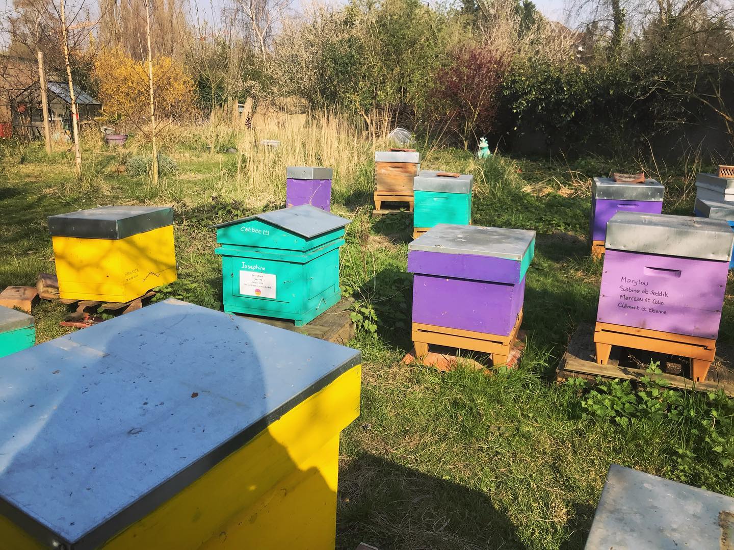 Les mures ont des abeilles, apiculteur à Saint-André-Lez-Lille
