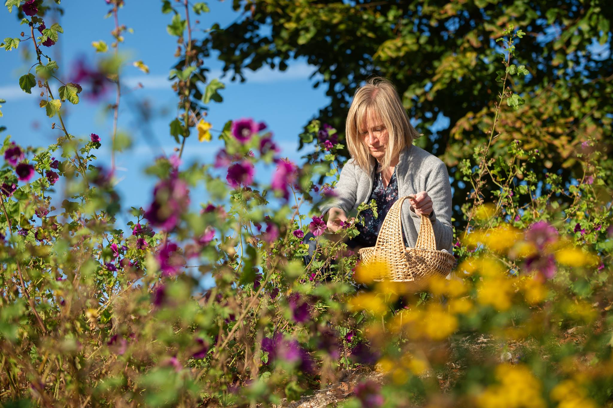 Hortus et sauvageonnes, cueillette de fleurs comestibles à Lille