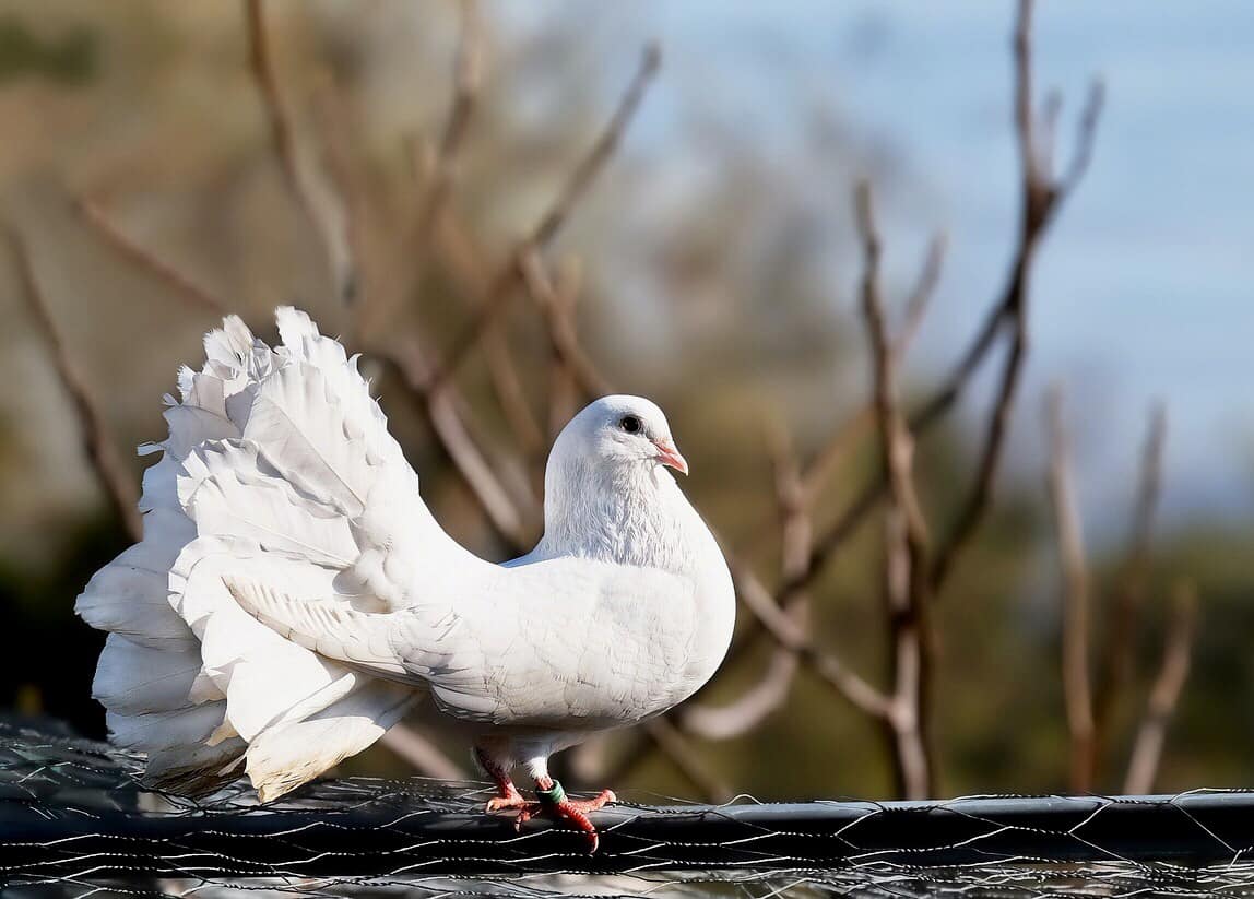 Les pigeons de Pornic