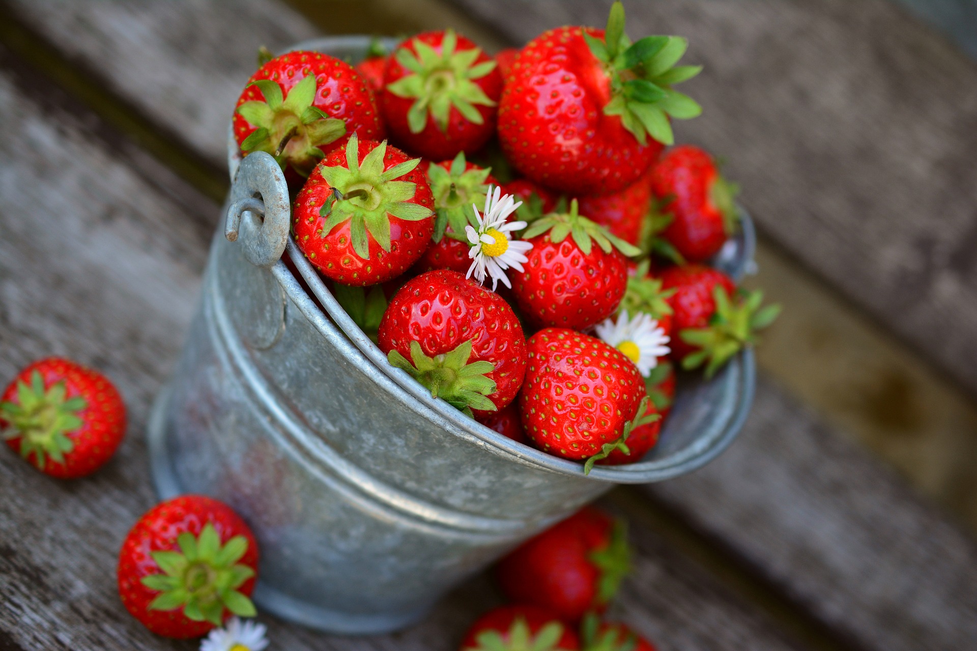 Pistache, le fruitier du Pévèle