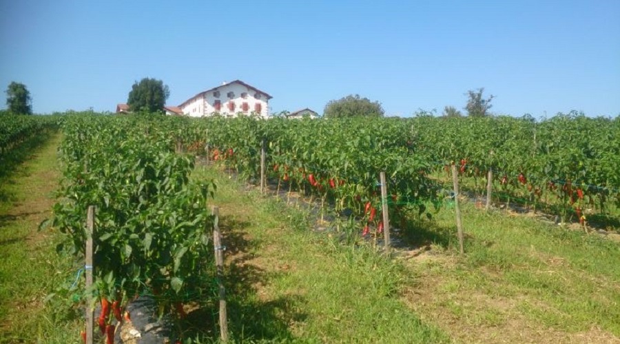 la ferme aux piments