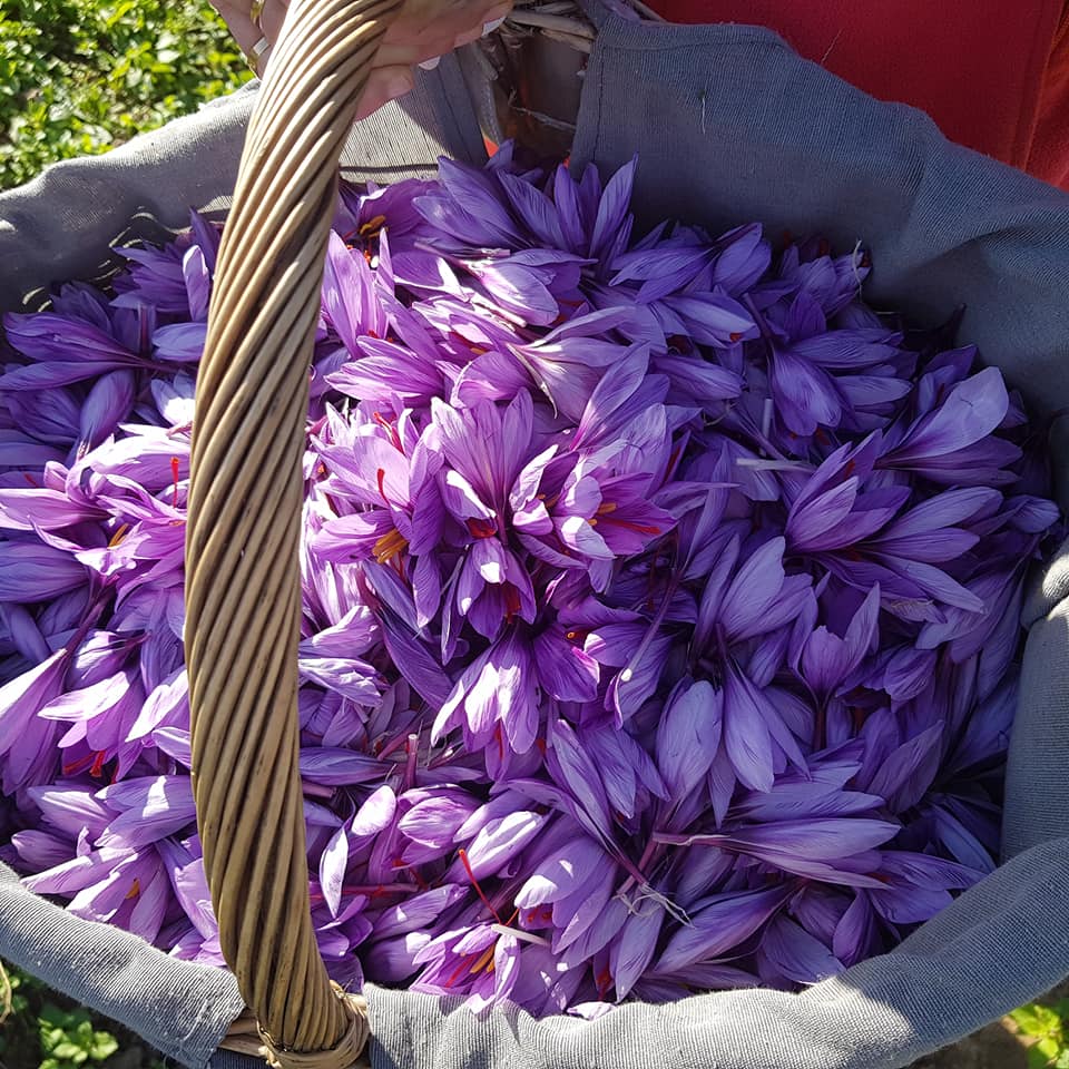 Fleurs de safran dans un panier Safran de la Baie de Somme