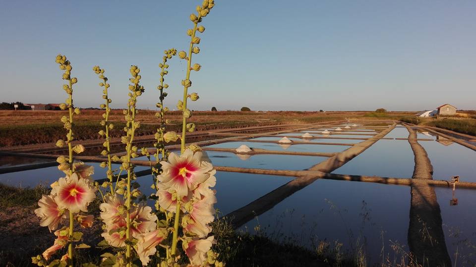 marais les angibauds à l'épine