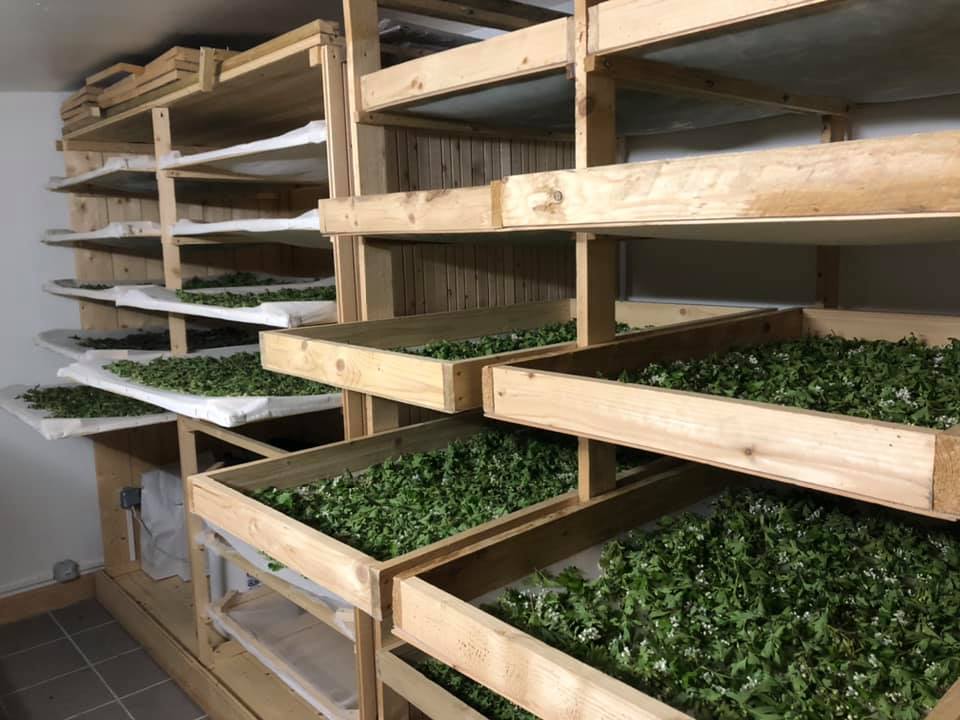 les plantes d'anne julie