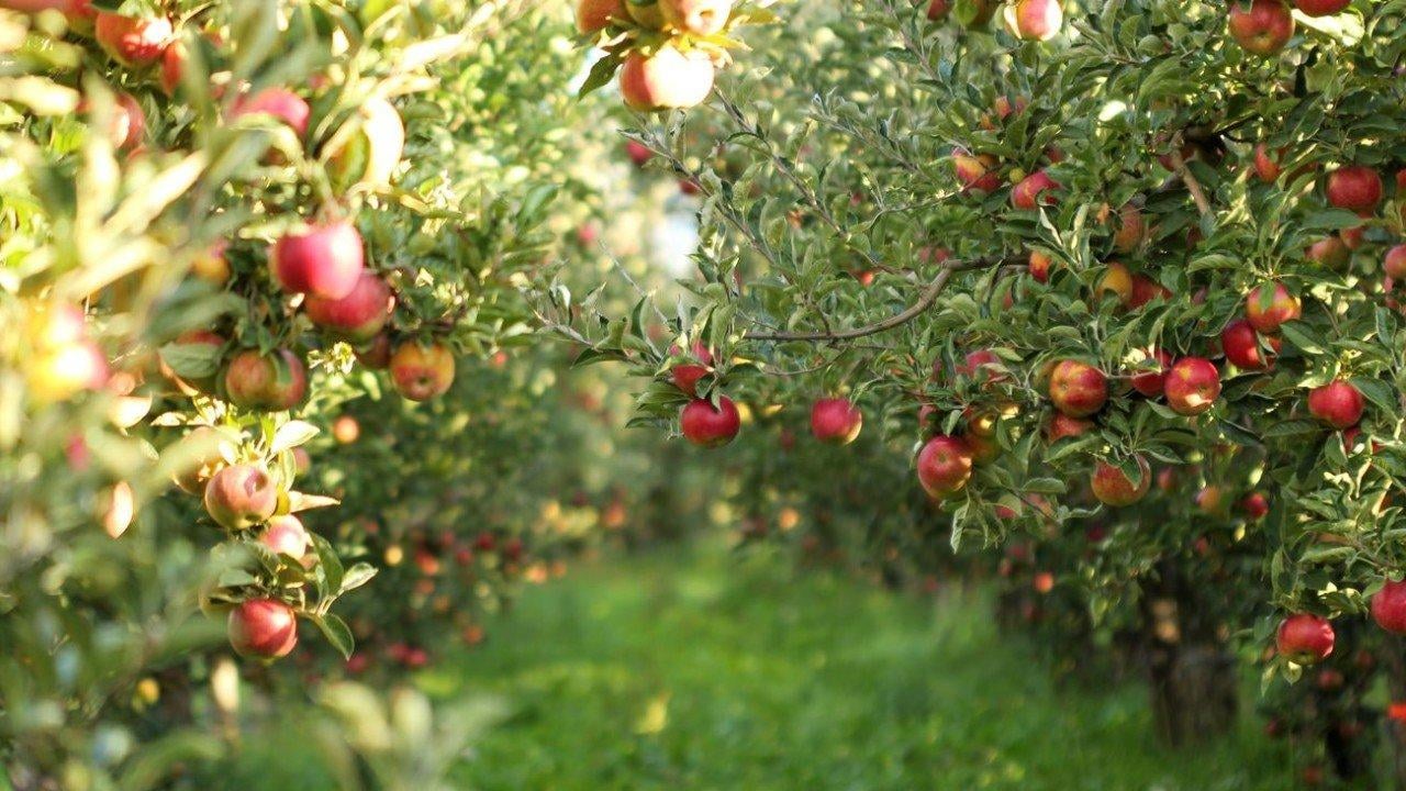 Mille et Une Pommes