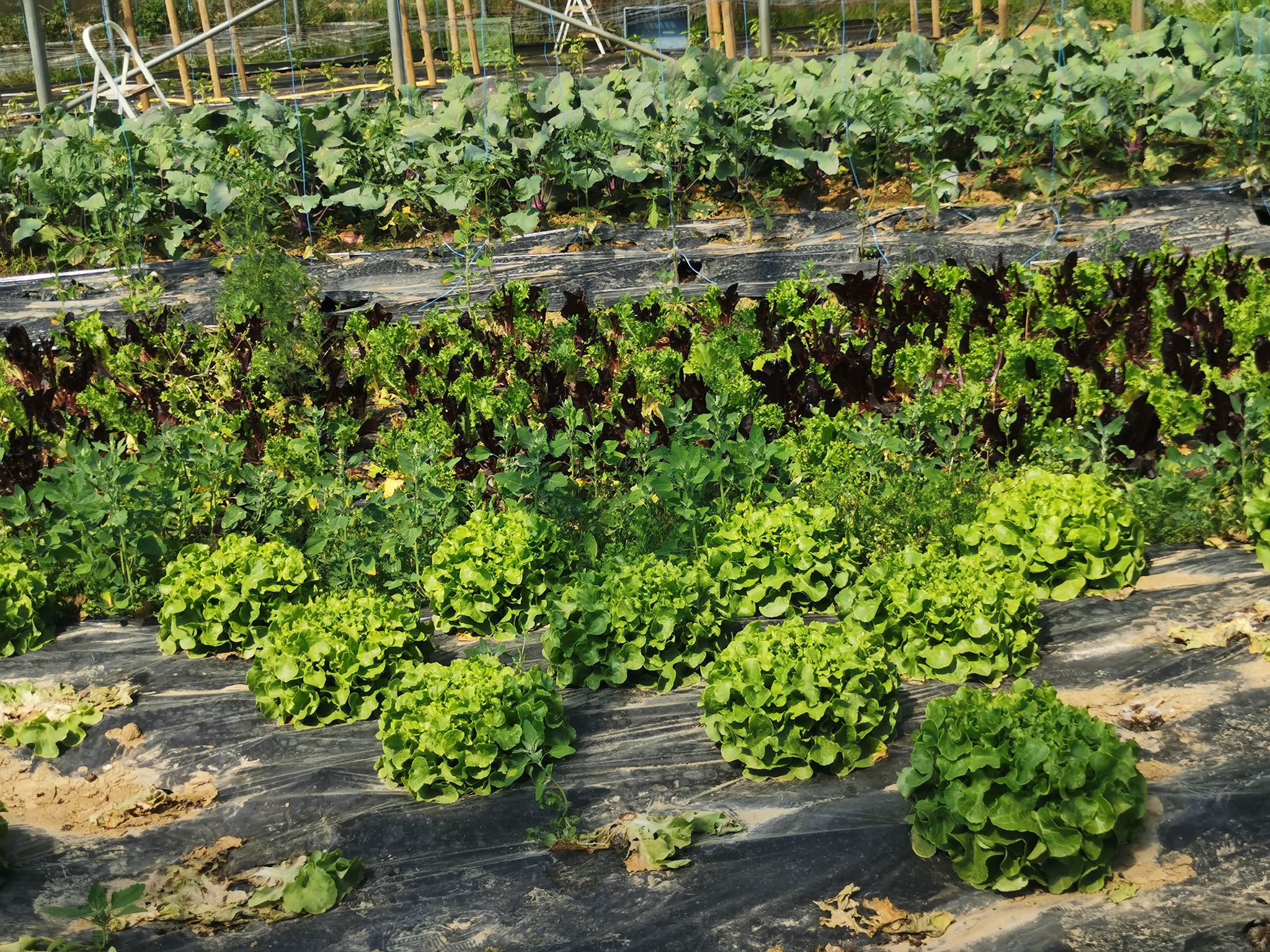 Le jardin de Cocagne