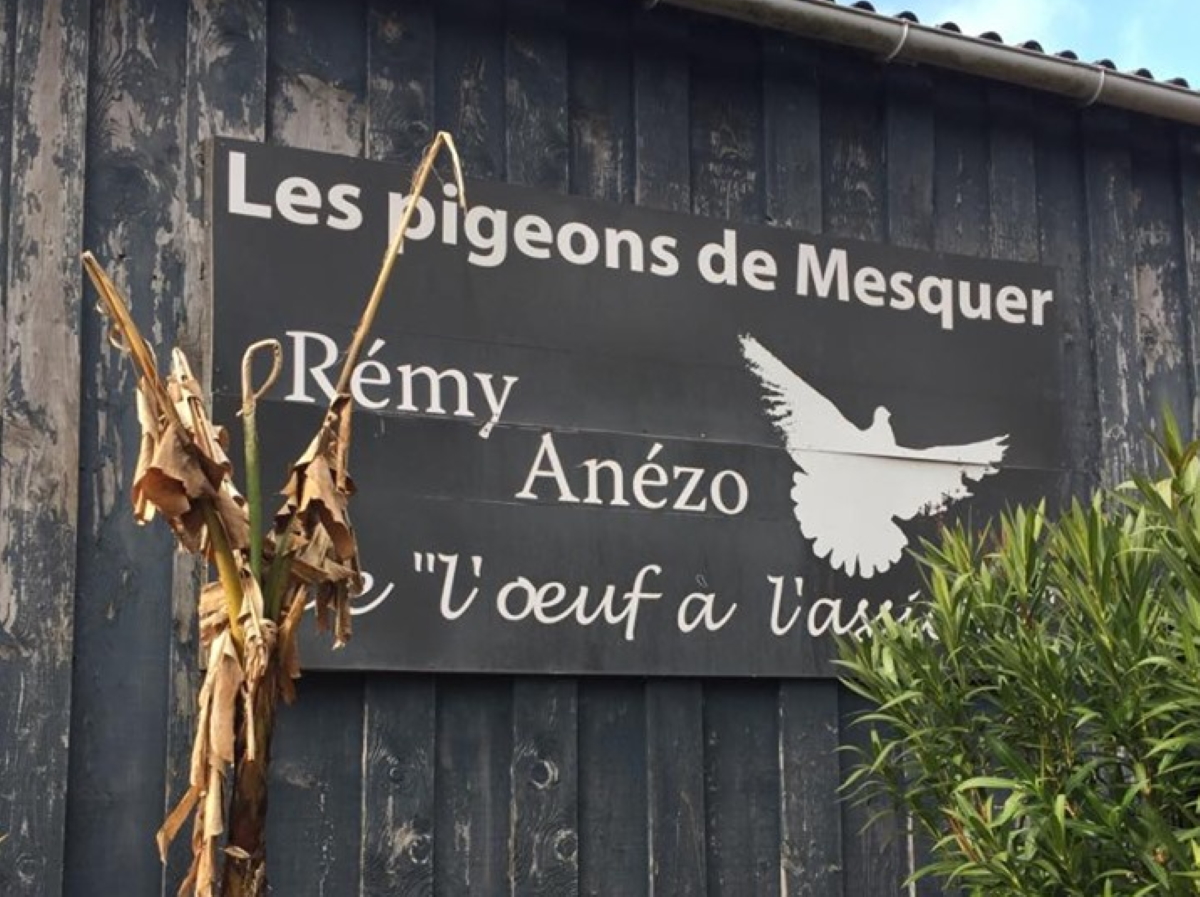 Les pigeons de Mesquer