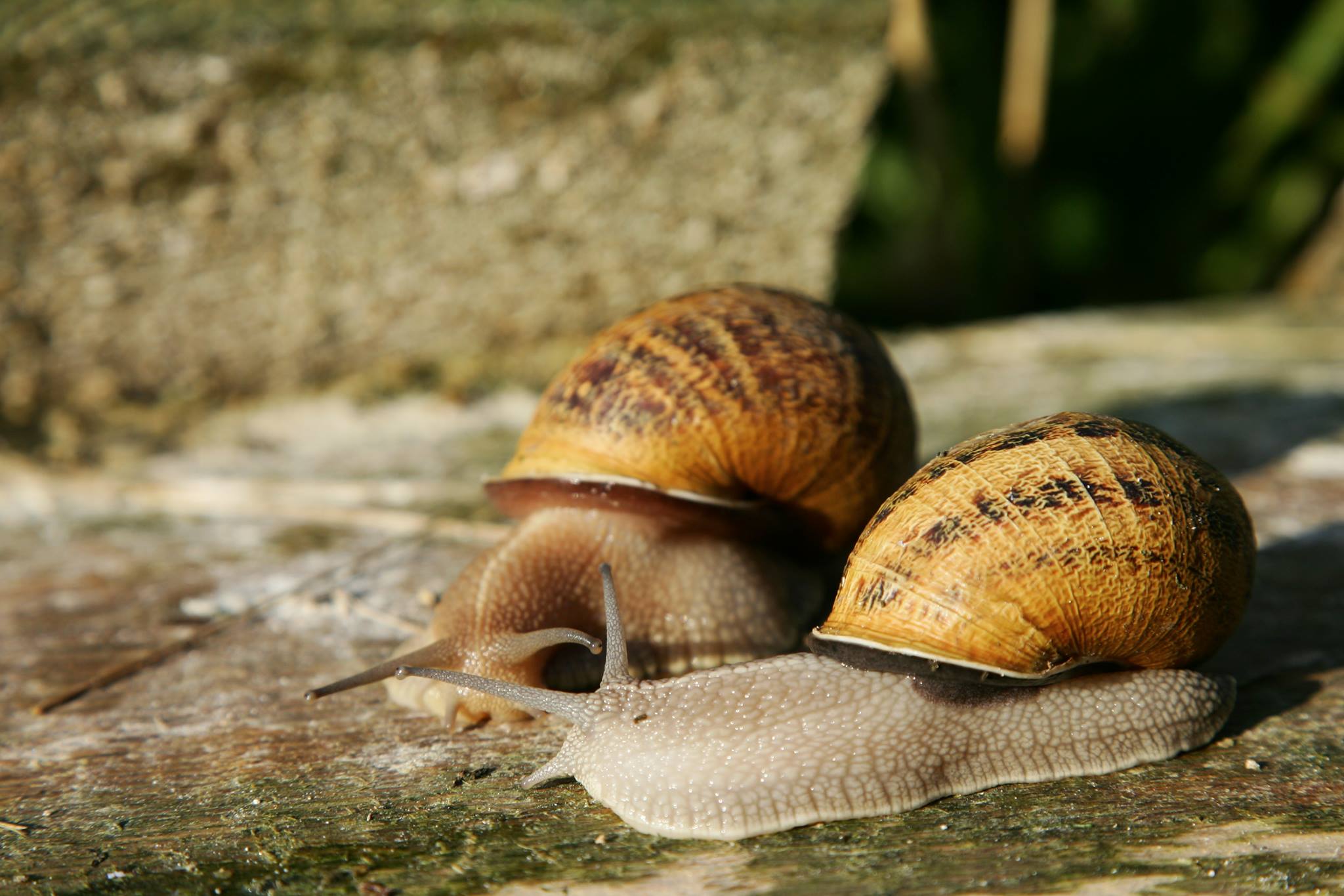 L'Escargotière du Choquel