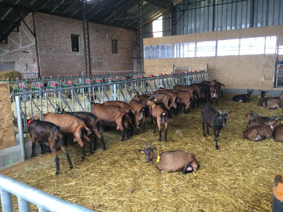Chèvrerie le Maguette à Quend
