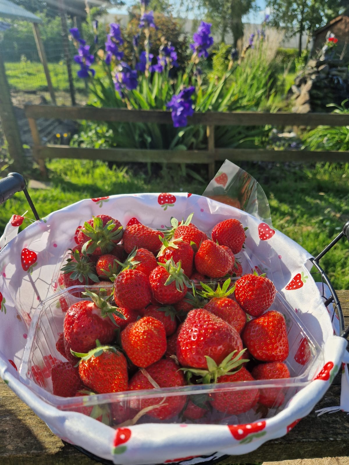 Fraises de pleine terre Ferme Beun à Sainte-Marie-Cappel