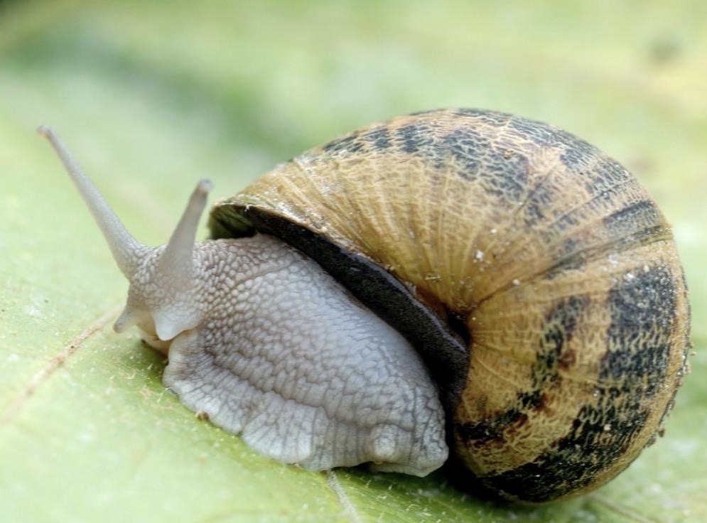 Escargotière du Marquenterre