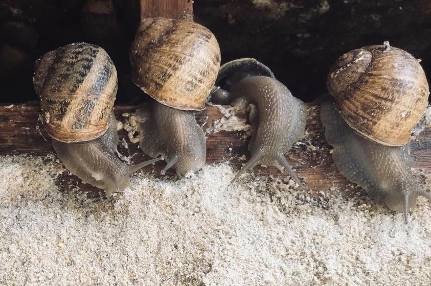 Les escargots Desrocher