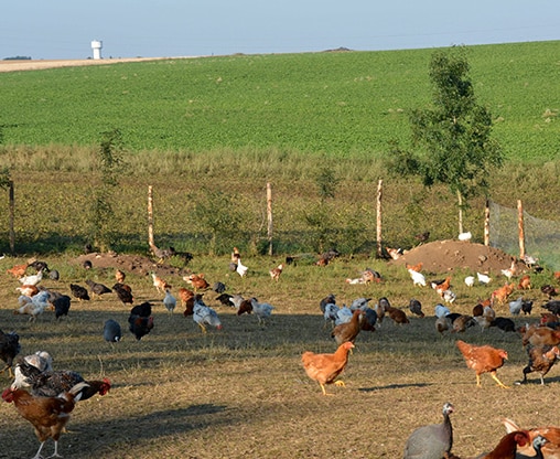 Ferme du Bosquet