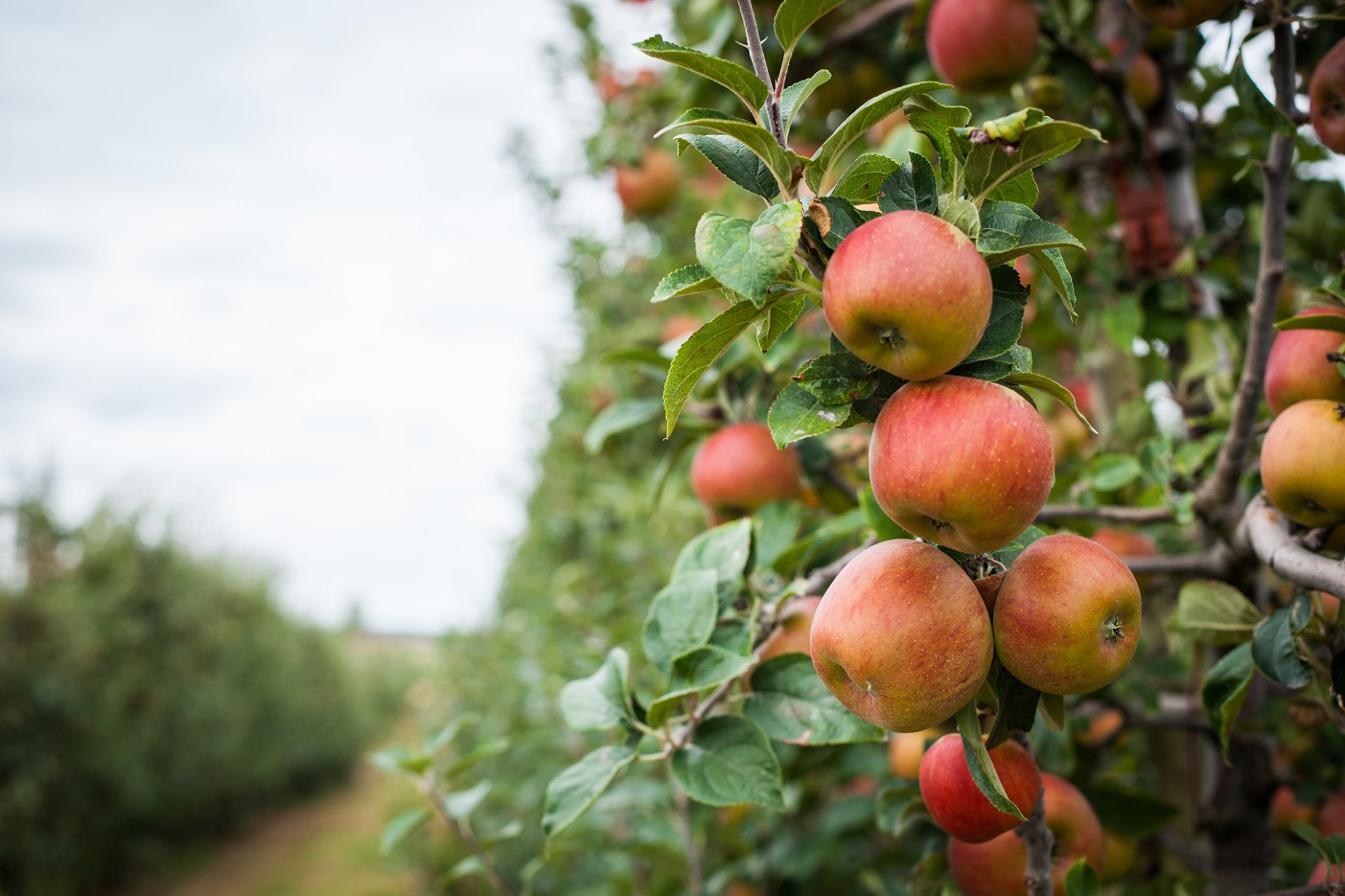 Pommes libre cueillette des Vergers de Viveterres