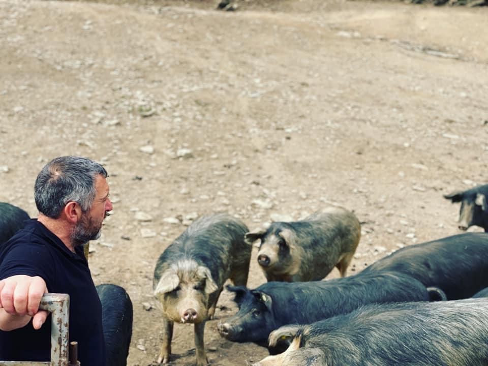 U porcu cappusgiu