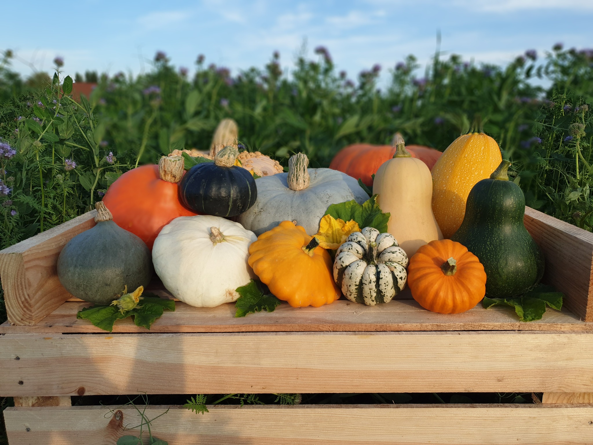 Légumes de la Ferme d'Arnaud