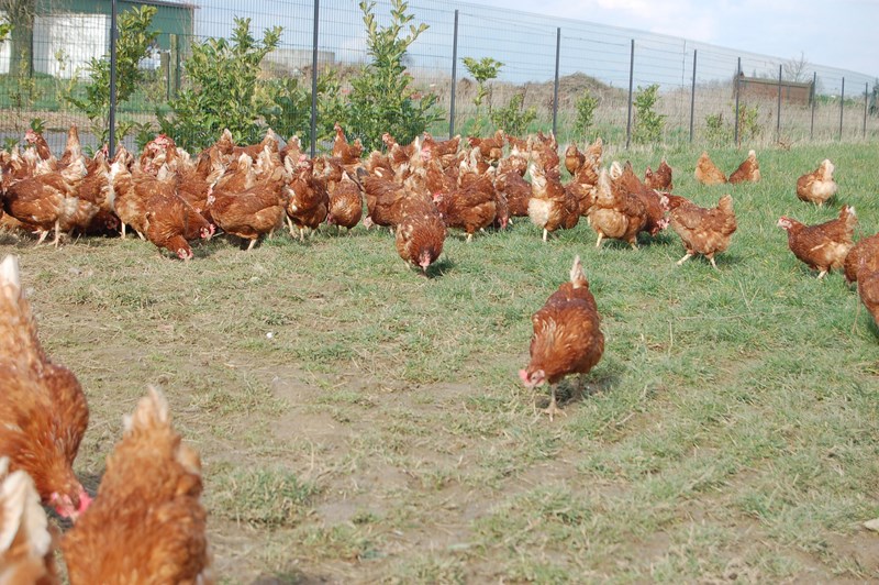Ferme Dupire